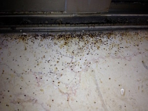 Dangers of Mold